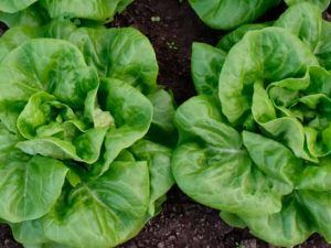 Lechuga
