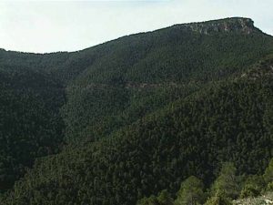 Sierra Espuña modelo de repoblación forestal