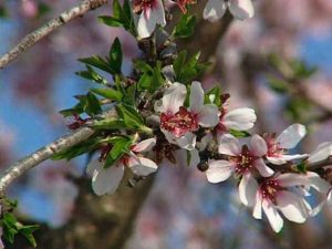 Almendro: Prunus dulcis