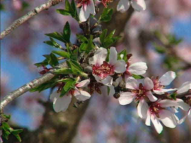 Almendro: Prunus dulcis