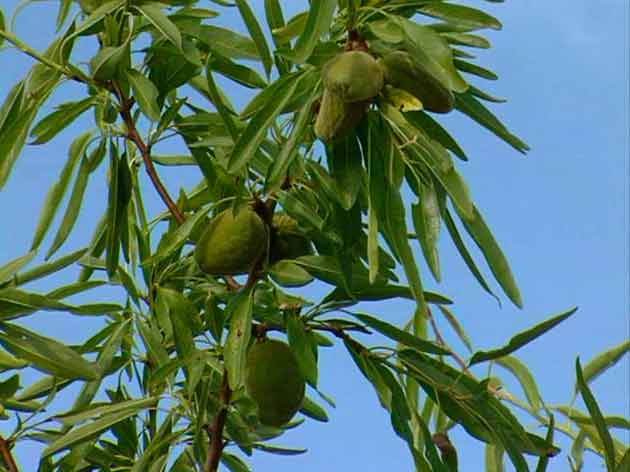 Almendro: Prunus dulcis - Imagen 2
