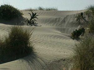 Dunas y arenales costeros