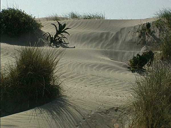 Dunas y arenales costeros