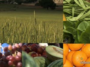Diferencias: Minerales y antioxidantes