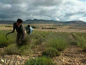 En busca de las esencias vegetales: Espliego