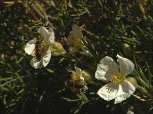 Sierra Espuña en PRIMAVERA