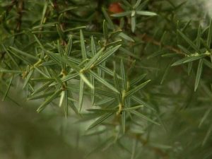 Sierra Espuña en VERANO