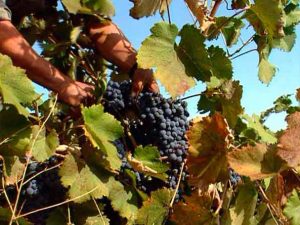 Trilogía mediterránea: Viñedos