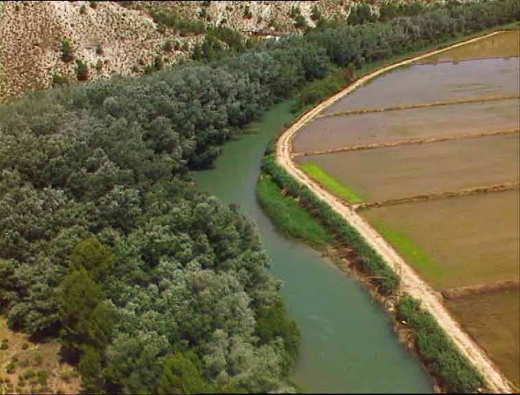 Bosque de ribera