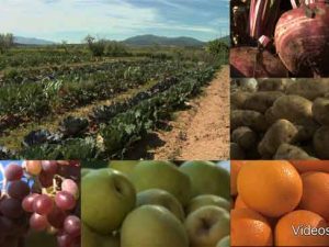 Alimentos y salud