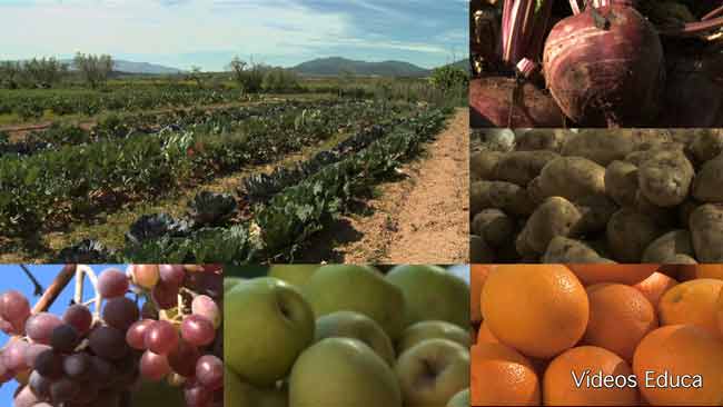 Alimentos y salud