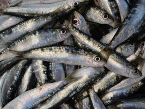 El fósforo abunda en el pescado marino
