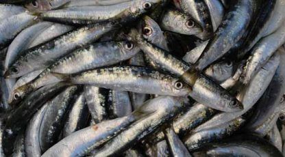 El fósforo abunda en el pescado marino