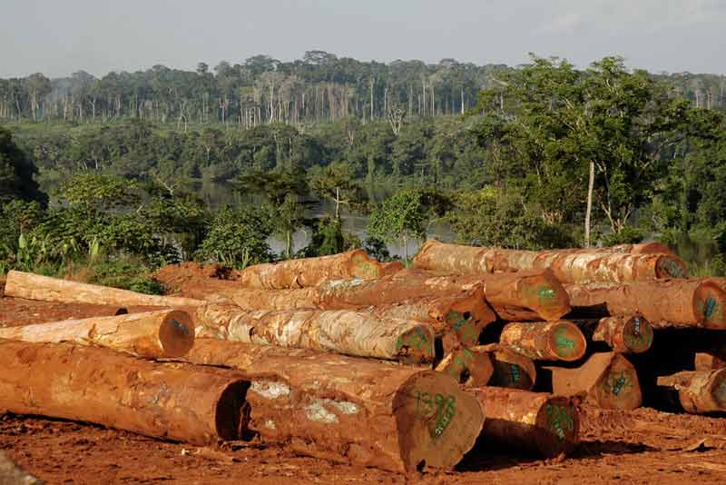 Bosques en el mundo - Imagen 3