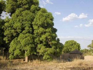 El bosque de basi