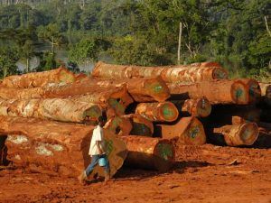 El bosque imposible