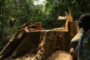 Camerun-arbol-cortado_DSC_6228_768x511