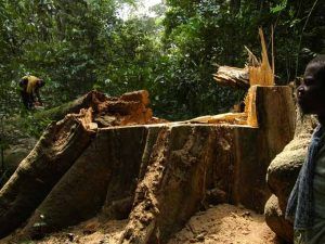 Camerun-arbol-cortado_DSC_6228_768x511