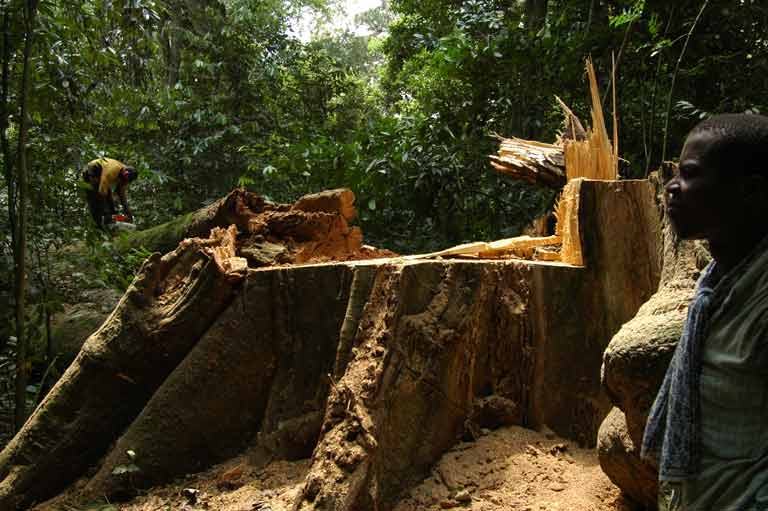 Camerun-arbol-cortado_DSC_6228_768x511