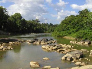 BOSQUES DEL MUNDO