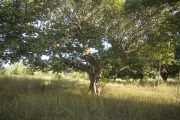 Bosque Comoe-Leraba. Burkina