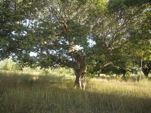 Bosque Comoe-Leraba. Burkina