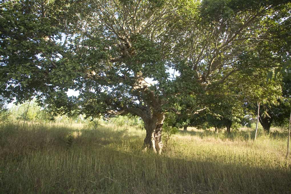 Bosque Comoe-Leraba. Burkina