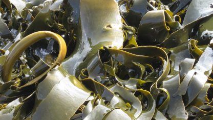 Alga kelp